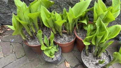Hosta's